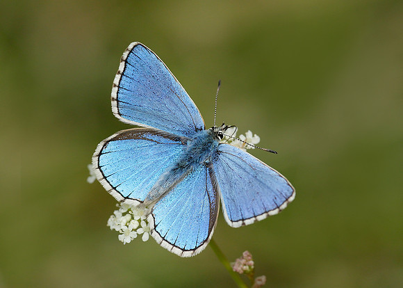 Adonis Blue Polyommatus bellargus