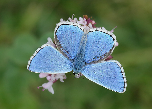 Adonis Blue Polyommatus bellargus