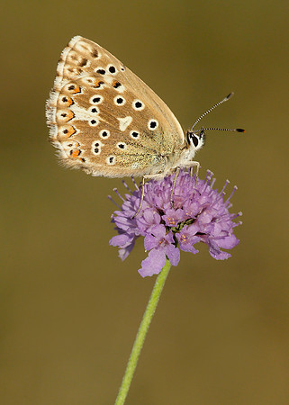 Adonis Blue Polyommatus bellargus
