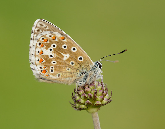 Adonis Blue Polyommatus bellargus