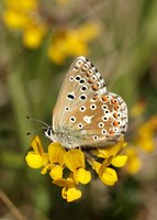 Adonis Blue Polyommatus bellargus
