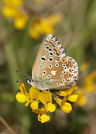 Adonis Blue Polyommatus bellargus