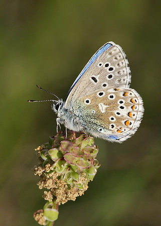 Adonis Blue Polyommatus bellargus
