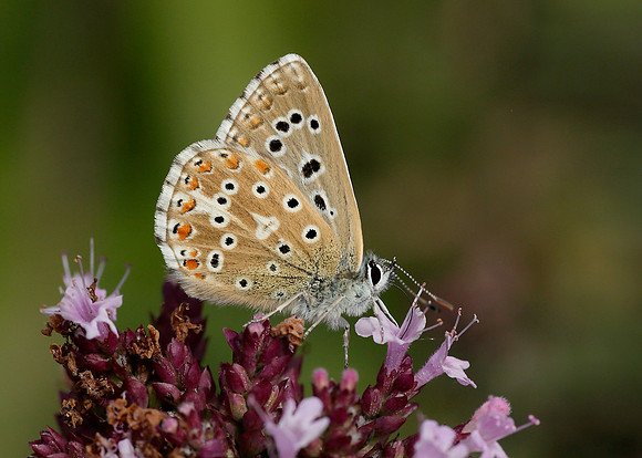 Adonis Blue Polyommatus bellargus