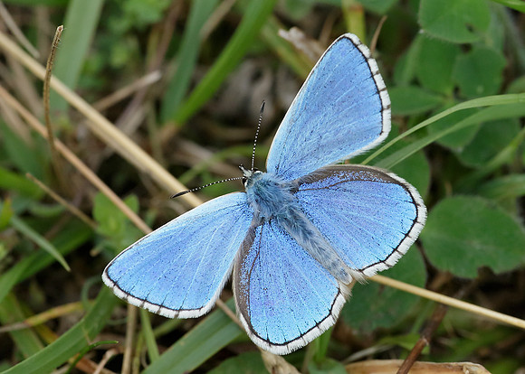 Adonis Blue Polyommatus bellargus