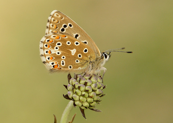 Adonis Blue Polyommatus bellargus