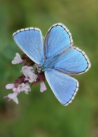 Adonis Blue Polyommatus bellargus