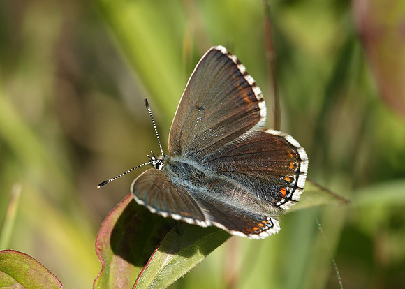 Adonis Blue Polyommatus bellargus
