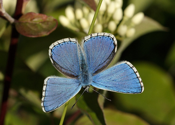 Adonis Blue Polyommatus bellargus