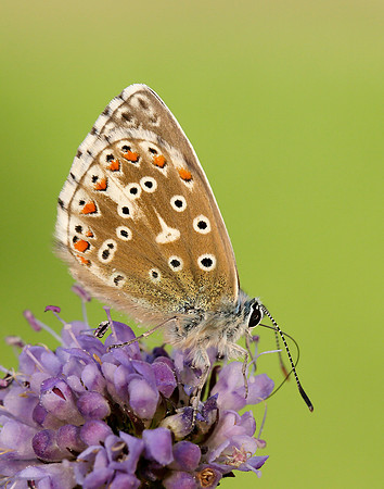 Adonis Blue Polyommatus bellargus