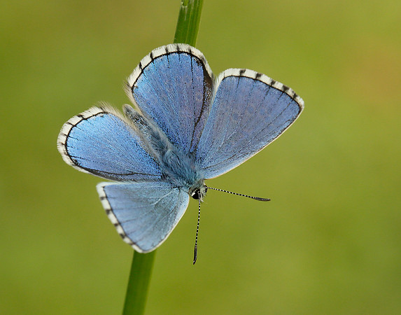 Adonis Blue Polyommatus bellargus