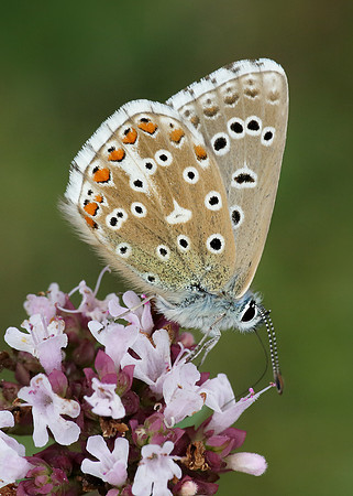 Adonis Blue Polyommatus bellargus