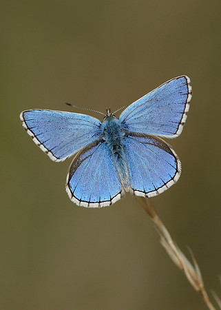 Adonis Blue Polyommatus bellargus