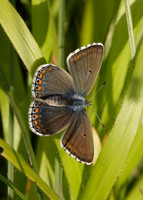 Adonis Blue Polyommatus bellargus