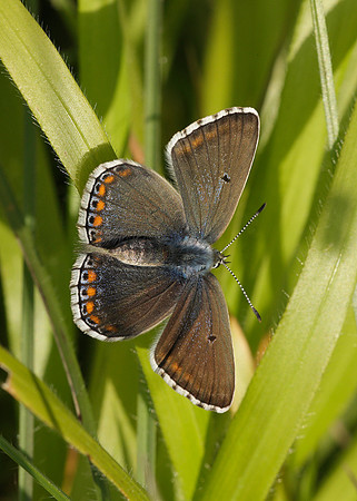 Adonis Blue Polyommatus bellargus