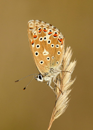 Adonis Blue Polyommatus bellargus