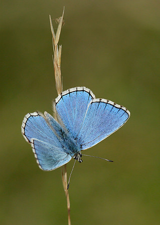 Adonis Blue Polyommatus bellargus