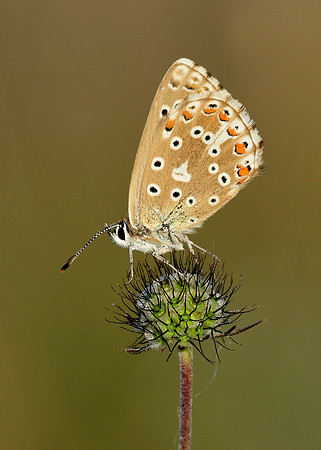 Adonis Blue Polyommatus bellargus