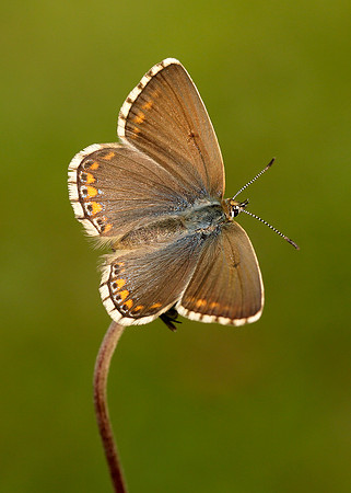 Adonis Blue Polyommatus bellargus