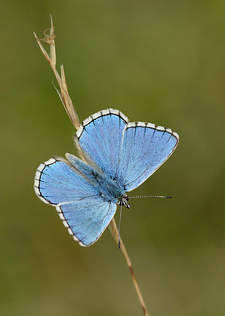 Adonis Blue Polyommatus bellargus