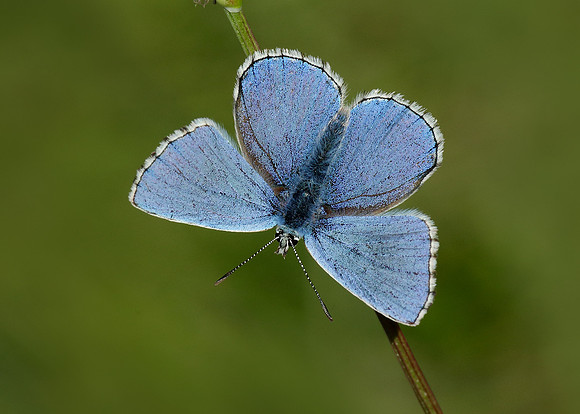 Adonis Blue Polyommatus bellargus