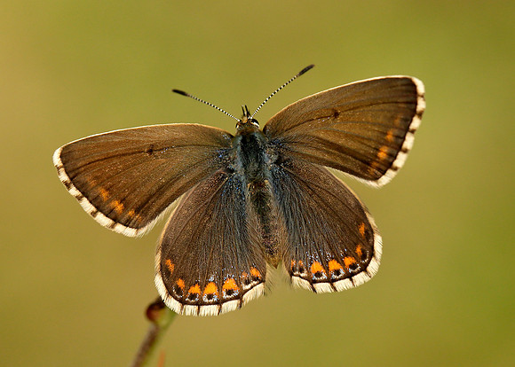 Adonis Blue Polyommatus bellargus