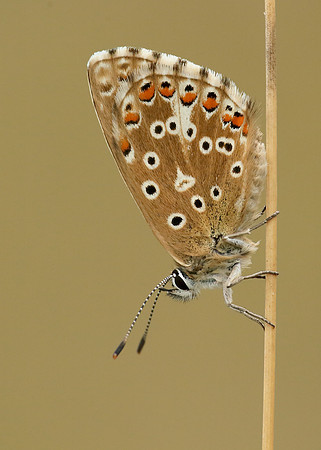 Adonis Blue Polyommatus bellargus