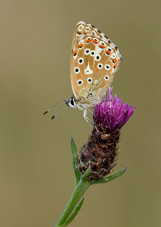 Adonis Blue Polyommatus bellargus