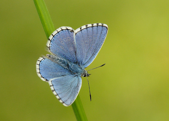 Adonis Blue Polyommatus bellargus