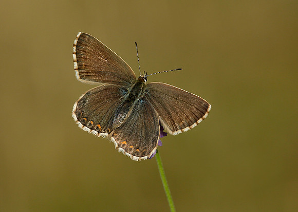 Adonis Blue Polyommatus bellargus