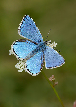 Adonis Blue Polyommatus bellargus