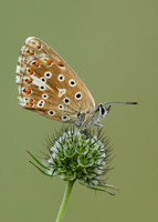 Adonis Blue Polyommatus bellargus