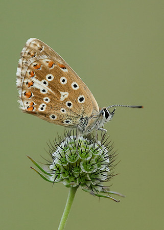 Adonis Blue Polyommatus bellargus
