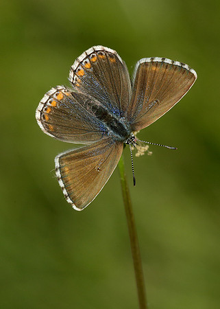 Adonis Blue Polyommatus bellargus
