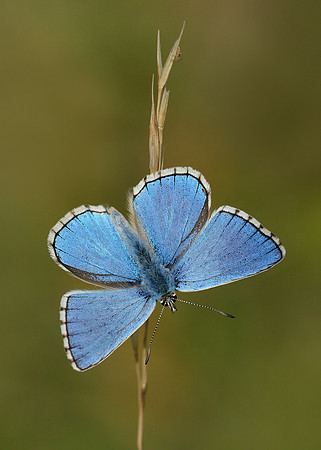 Adonis Blue Polyommatus bellargus