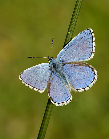 Adonis Blue Polyommatus bellargus