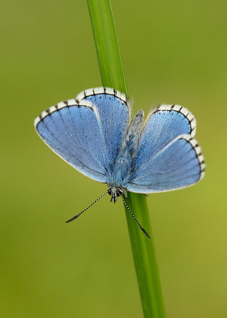 Adonis Blue Polyommatus bellargus