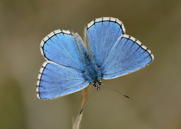Adonis Blue Polyommatus bellargus