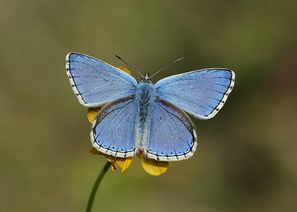 Adonis Blue Polyommatus bellargus