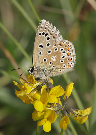 Adonis Blue Polyommatus bellargus