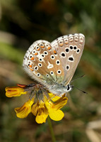 Adonis Blue Polyommatus bellargus
