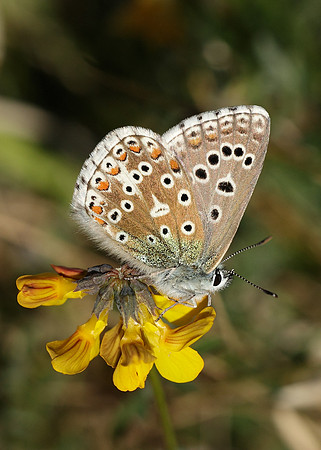 Adonis Blue Polyommatus bellargus