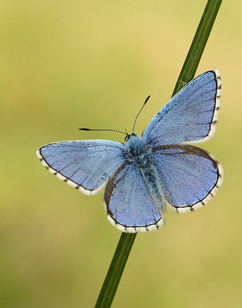 Adonis Blue Polyommatus bellargus