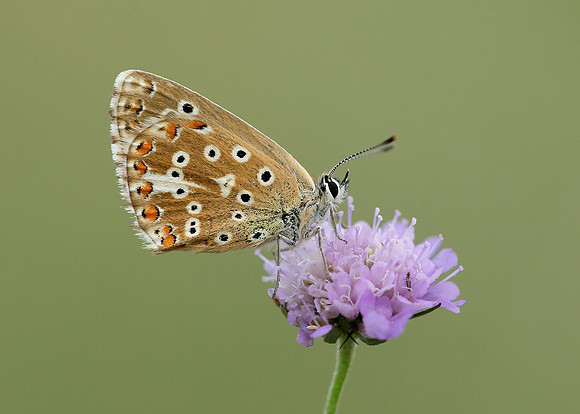 Adonis Blue Polyommatus bellargus