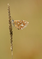 Adonis Blue Polyommatus bellargus