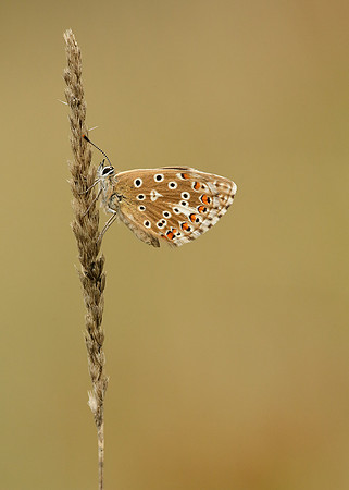 Adonis Blue Polyommatus bellargus