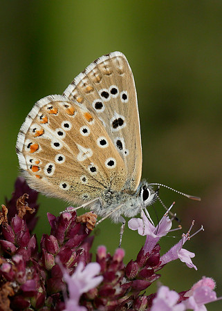 Adonis Blue Polyommatus bellargus