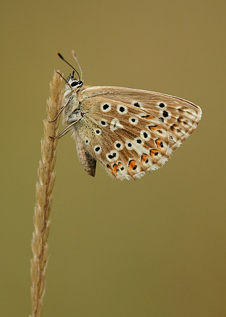 Adonis Blue Polyommatus bellargus