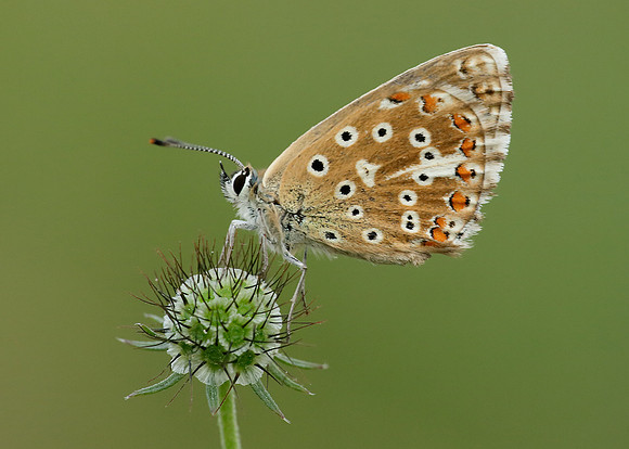 Adonis Blue Polyommatus bellargus