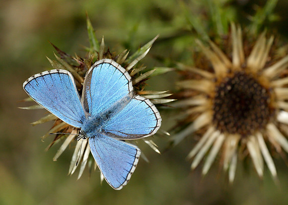 Adonis Blue Polyommatus bellargus